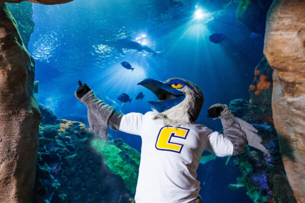 University of Tennessee at Chattanooga mascot Scrappy poses in front of the Secret Reef exhibit at the Tennessee Aquarium.