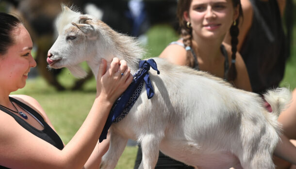 Goat Yoga, Wednesday, Aug. 187, 2021.