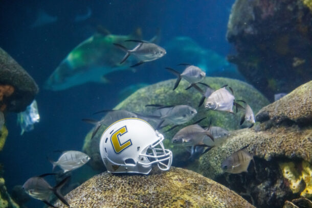 A University of Tennessee at Chattanooga football helmet in the Secret Reef at the Tennessee Aquarium.