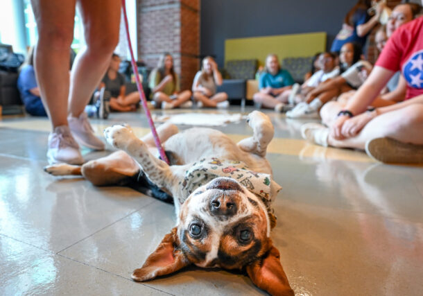 Therapy dog Lizzie visited students on Aug. 22 in the UTC Library