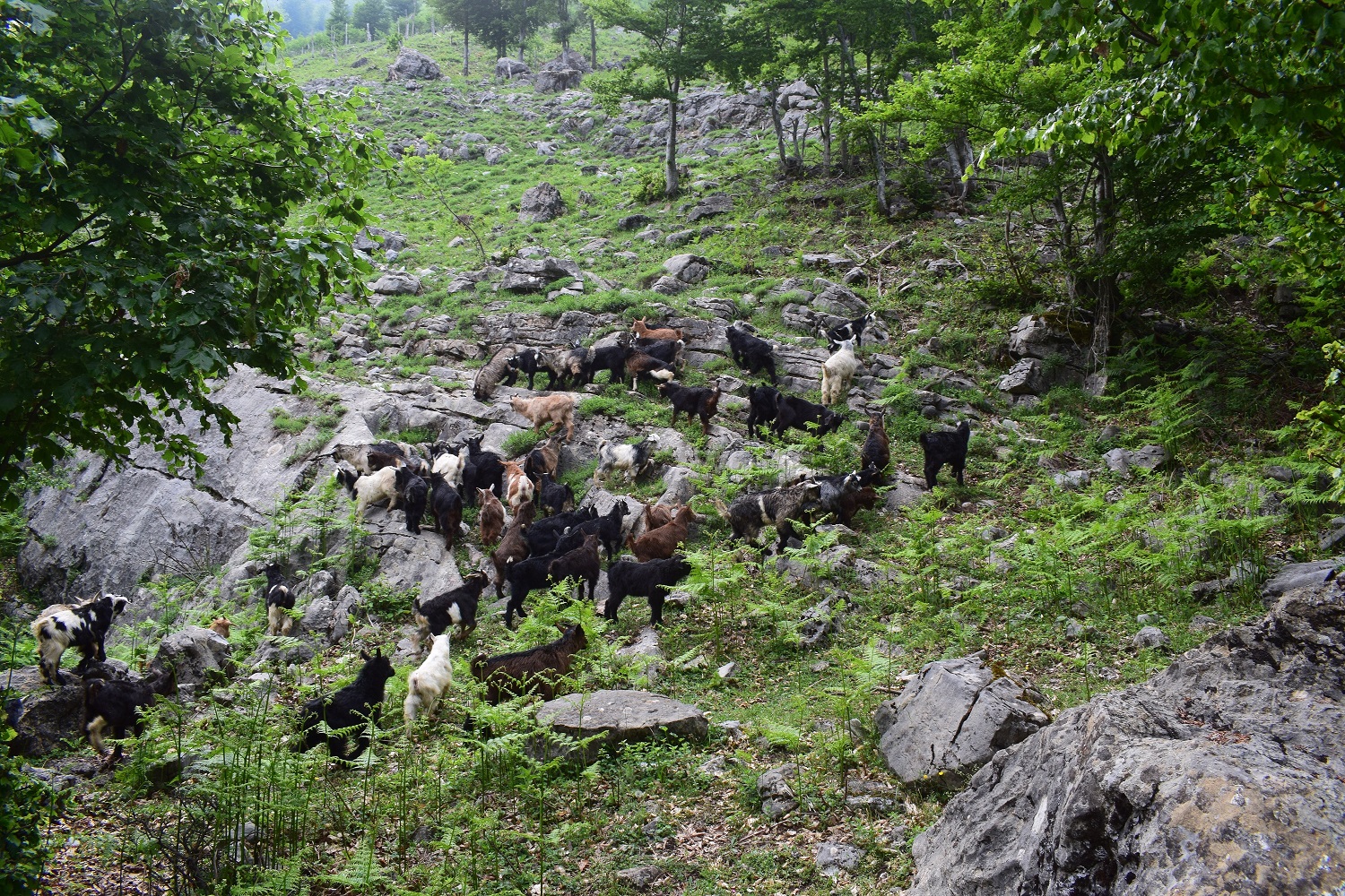 Balkans
