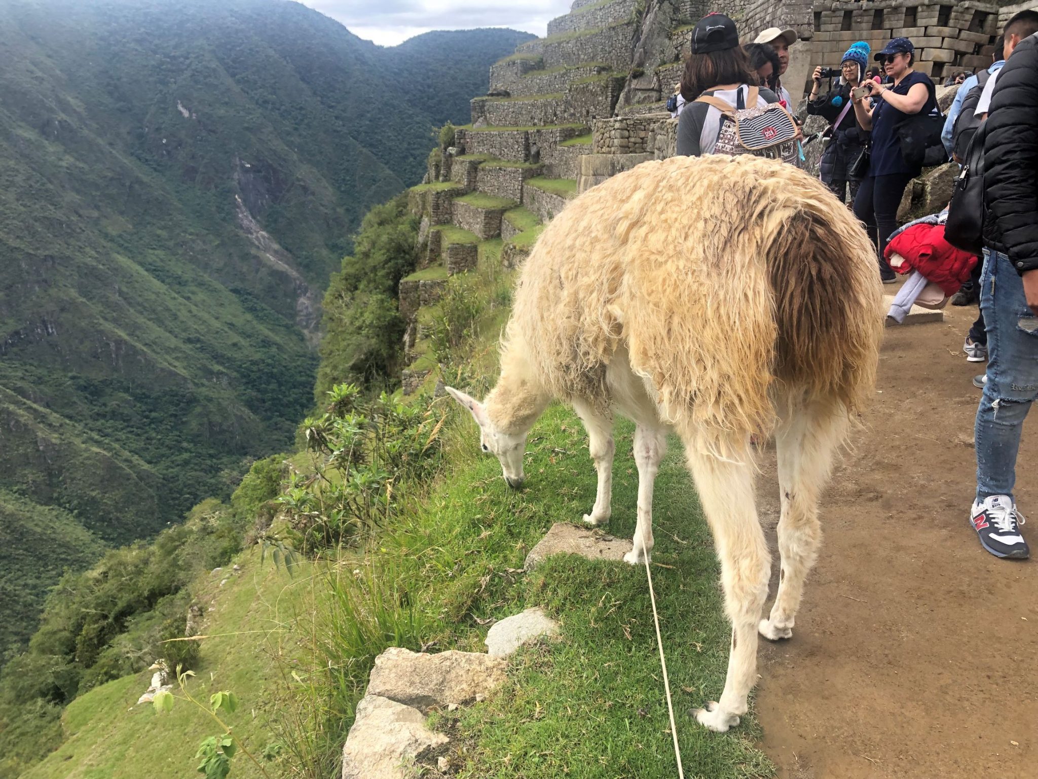 Peru 7 new