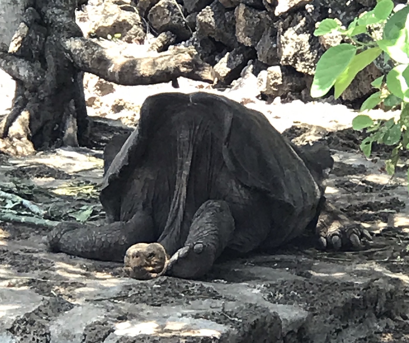 Galapagos