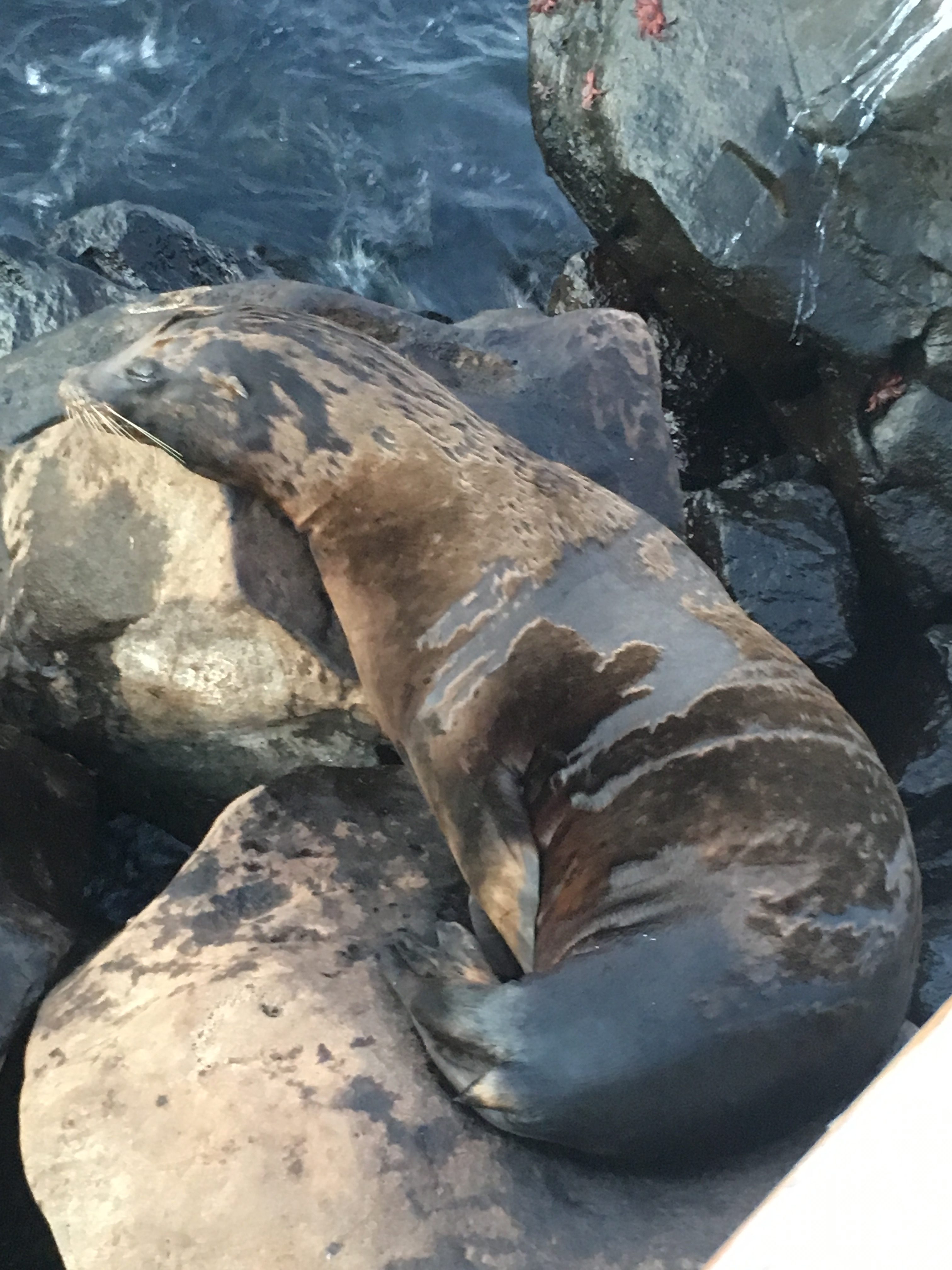 Galapagos