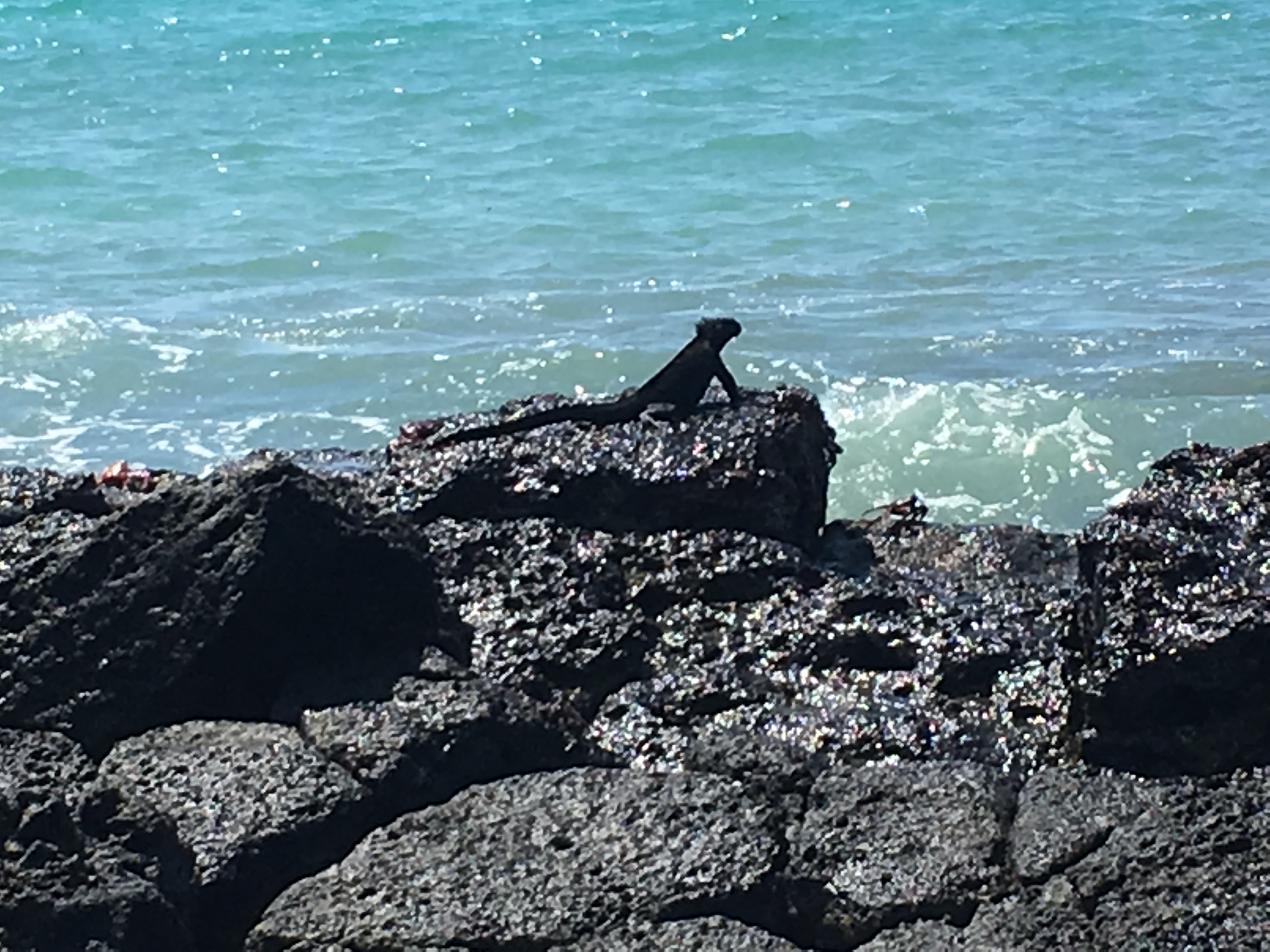 Galapagos
