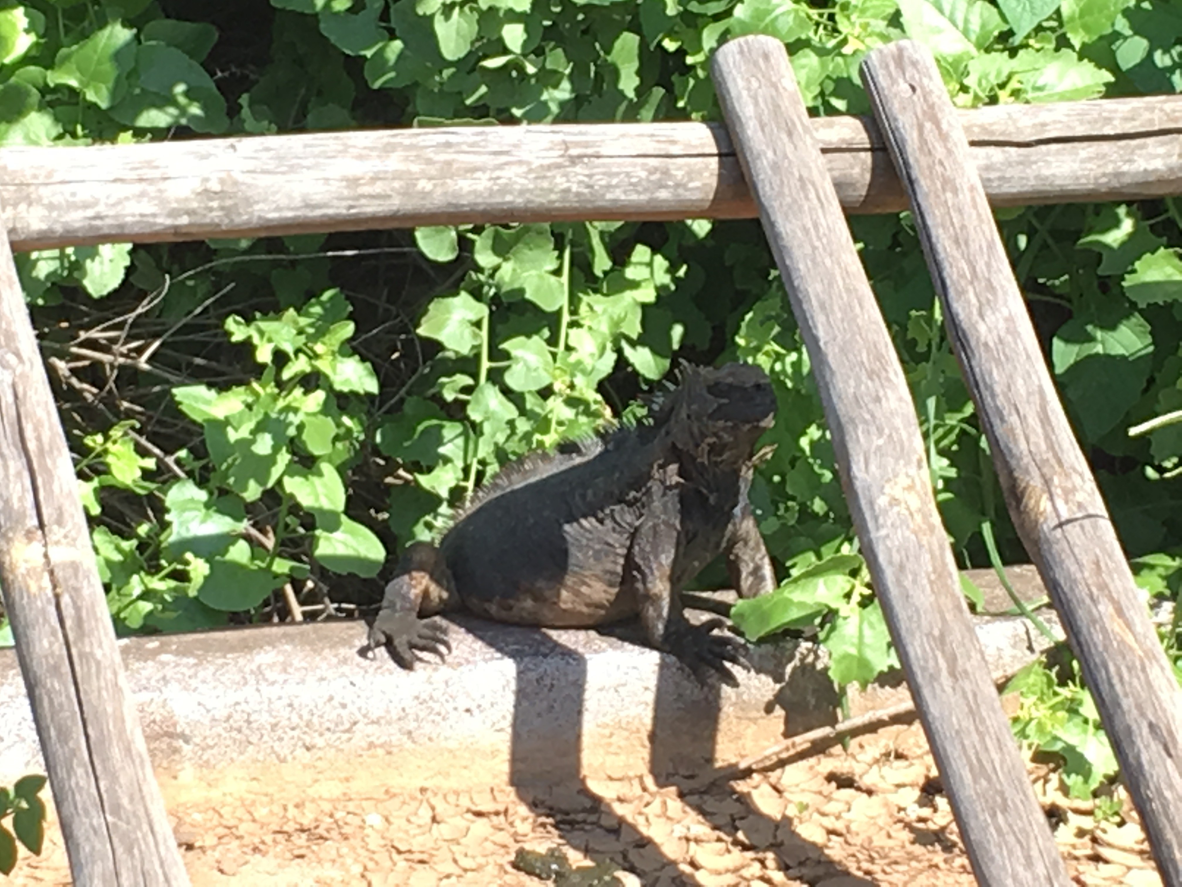 Galapagos