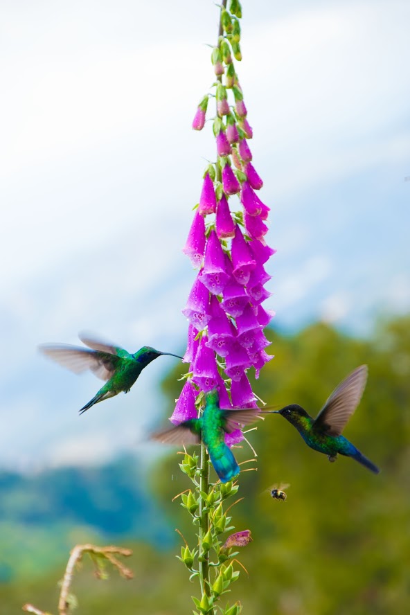 Costa Rica