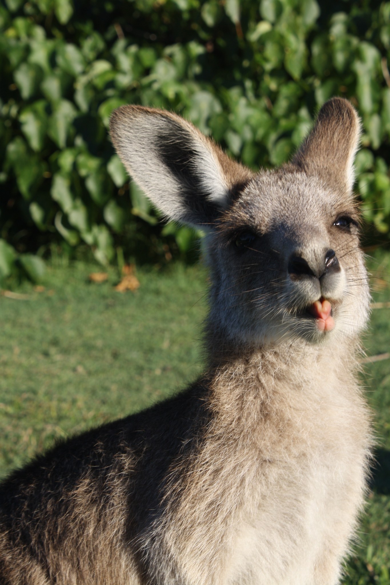 Australia