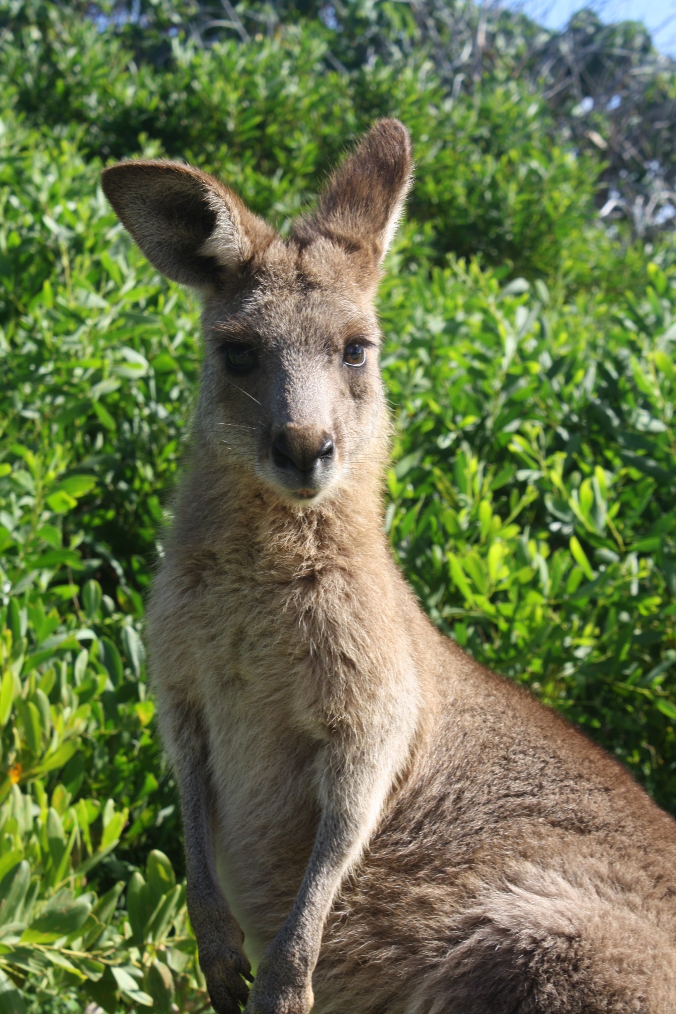 Australia