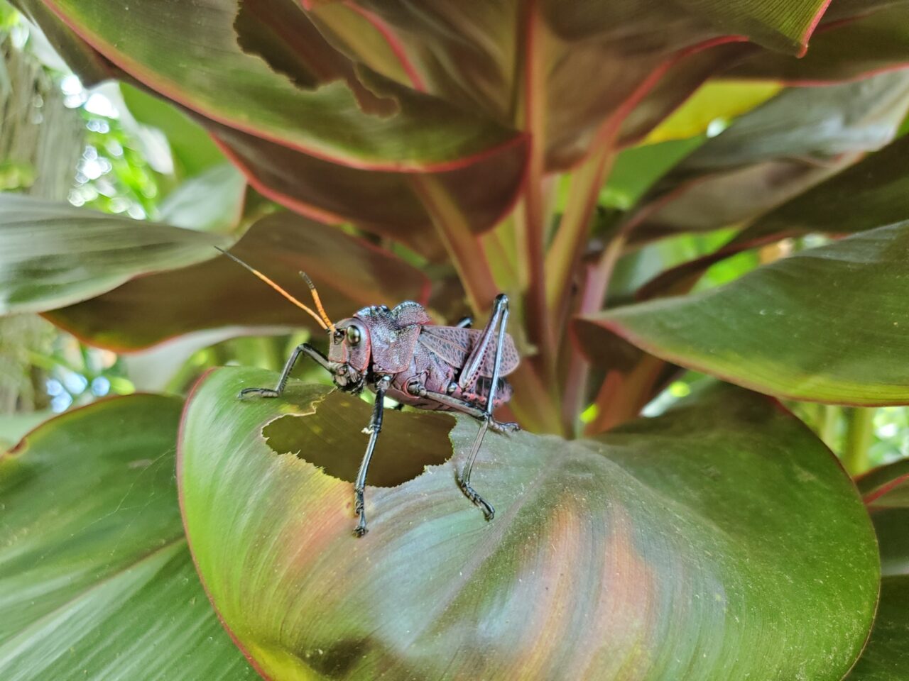 Costa Rica