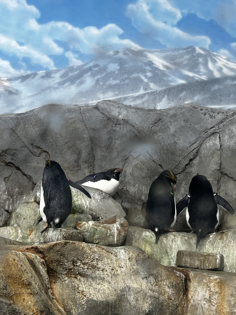 Penguins at the Tennessee Aquarium