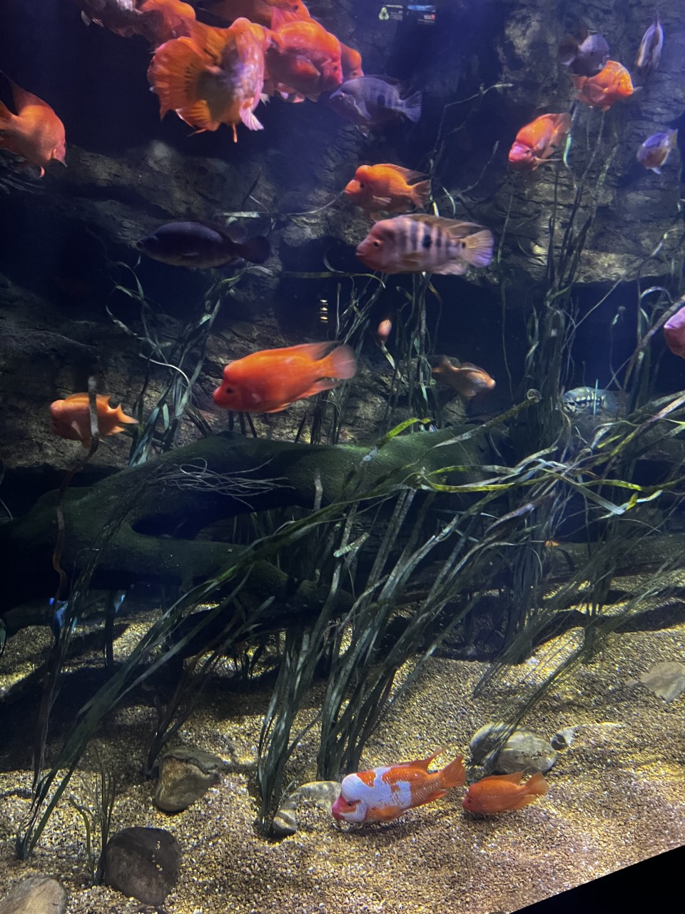 Orange fish at the Chattanooga aquarium.