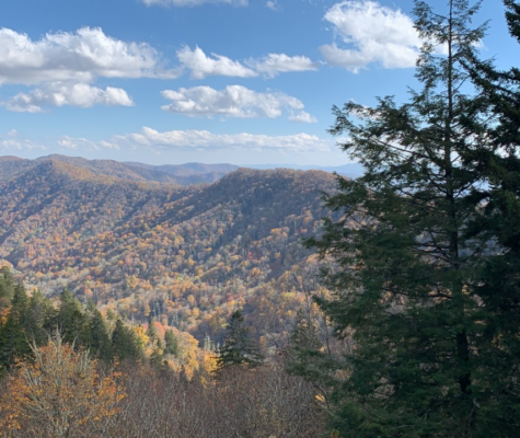 Fall leaves in Gatlinburg.