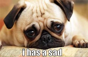 sad-dog