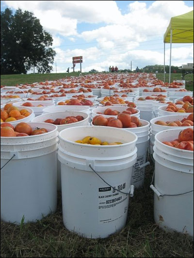 buckets-of-tomatoes
