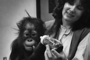 Baby Chantek and Dr. Lyn Miles
