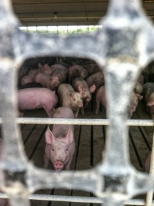 Pigs