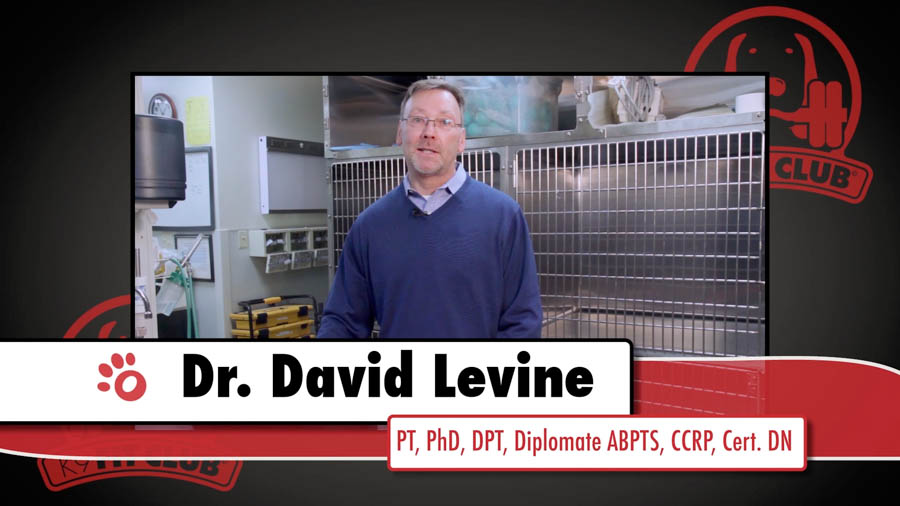 David Levine on Dog TV