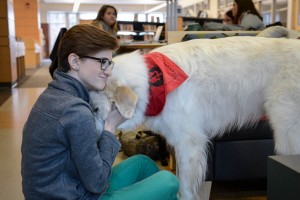 therapy-dogs-2015-05