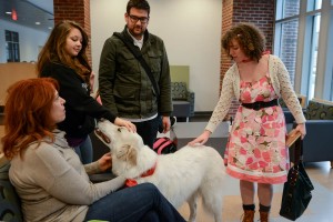 therapy-dogs-2015-15