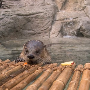otter interacting with raft in aquarium tank