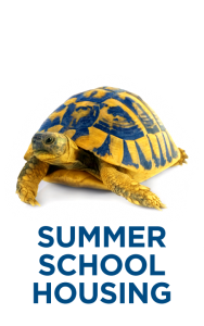 Turtle with Summer School Housing