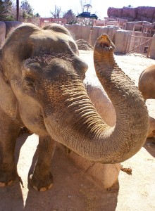 Savannah, an elephant at the El Paso Zoo.