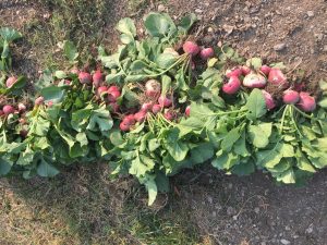 A bountiful harvest of radishes.