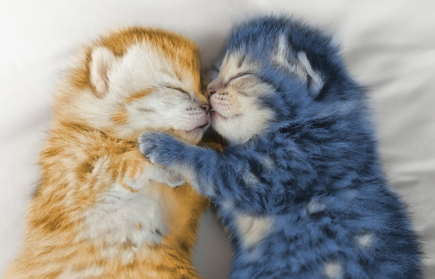 Cute tabby kittens sleeping and hugging on white bed