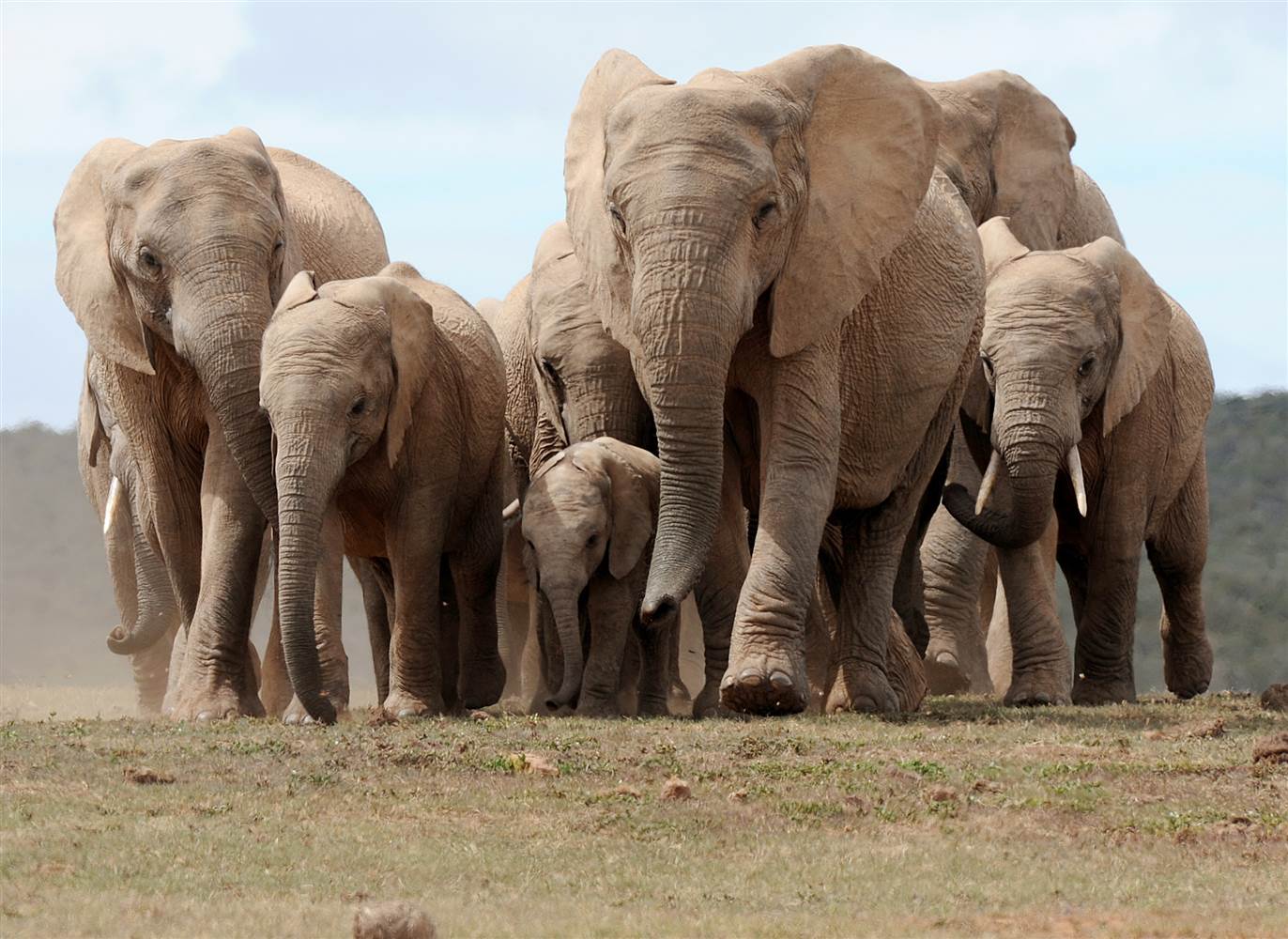 A herd of African elephants walks in Addo Elephant National Park, some 60 kms outside of Port Elizabeth on Nov. 15, 2009. Photo credit Alexander Joe / AFP/Getty Images