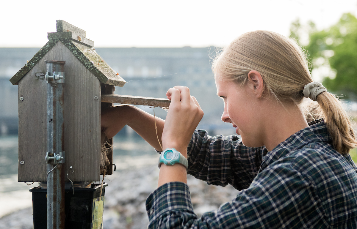Pascale Lubbe (blue) and Sarah Whitney work Tuesday, May 15, 2018 with Dr. David Aborn on a collaborative project with the Cornell Lab of Ornithology studying tree swallows.The project involves monitoring swallow nests and taking blood samples from the birds.