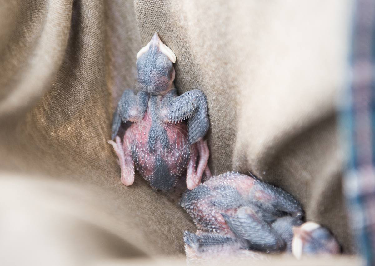 Pascale Lubbe (blue) and Sarah Whitney work Tuesday, May 15, 2018 with Dr. David Aborn on a collaborative project with the Cornell Lab of Ornithology studying tree swallows.The project involves monitoring swallow nests and taking blood samples from the birds.