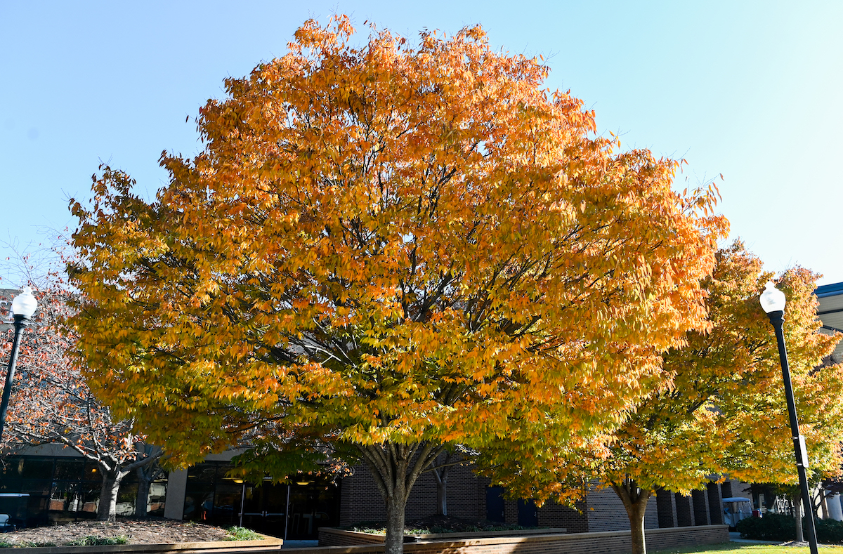A bright orange and yellow leaved tree with a large canopy stretches out near a campus building.