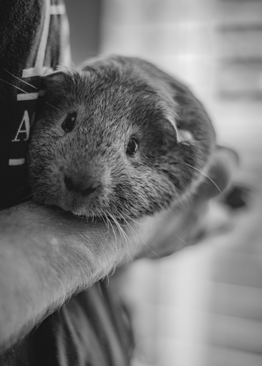 Pancake the pet guinea pig.