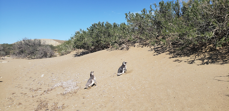 Wild Magellanic penguin colony nesting in Santa Cruz, Argentina.