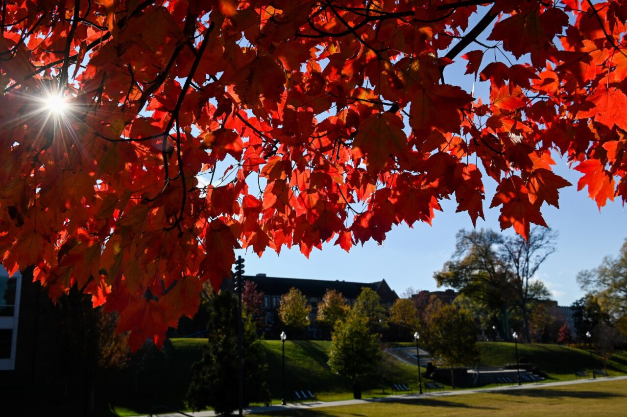 Sun shines through autumn foliage in early December.