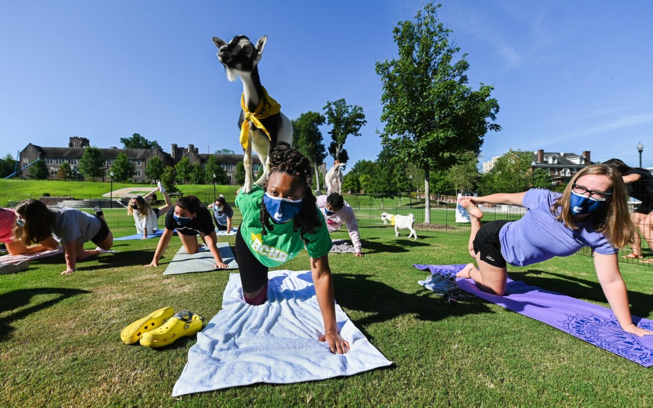 Students took part in a session of "Goat Yoga" in September.