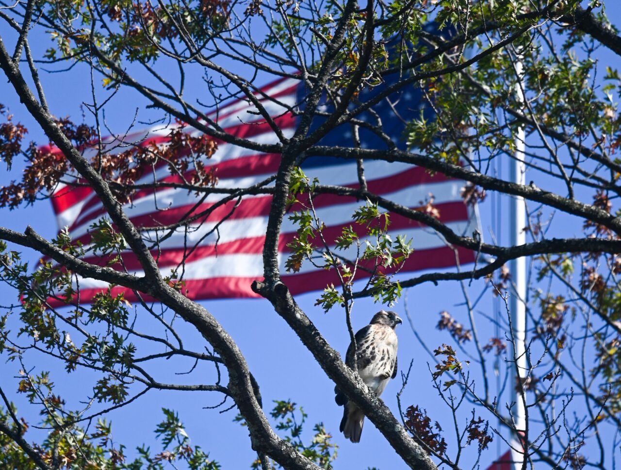 A juvenile red-tailed hawk sits in a tree near Founders Hall in September.