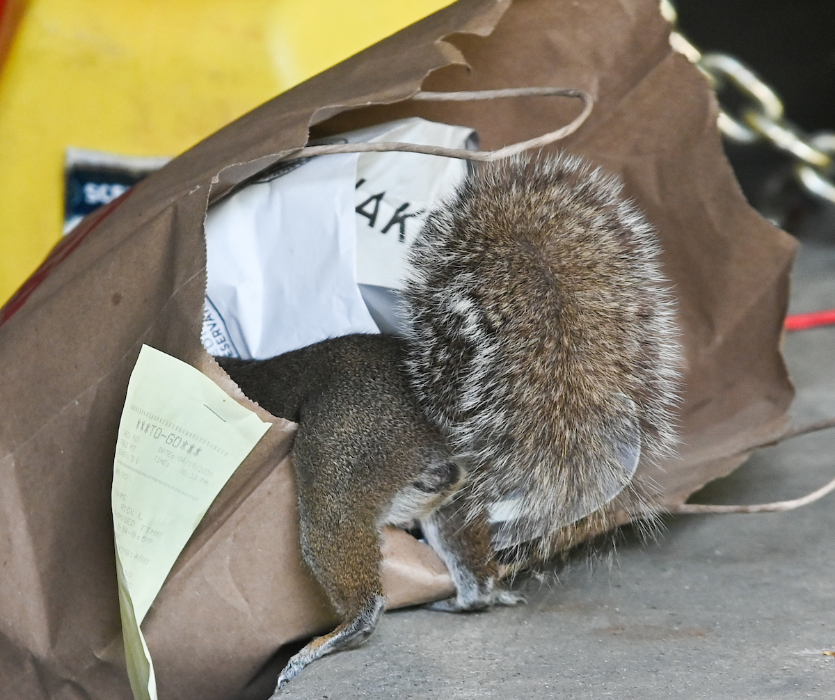 Ever-present squirrels on campus are not afraid to root around in almost any bags or backpacks left unattended.