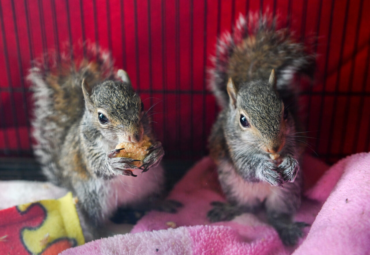 Squirrels are often kept together in cages, even if they're not from the same family. But arguments are rare.