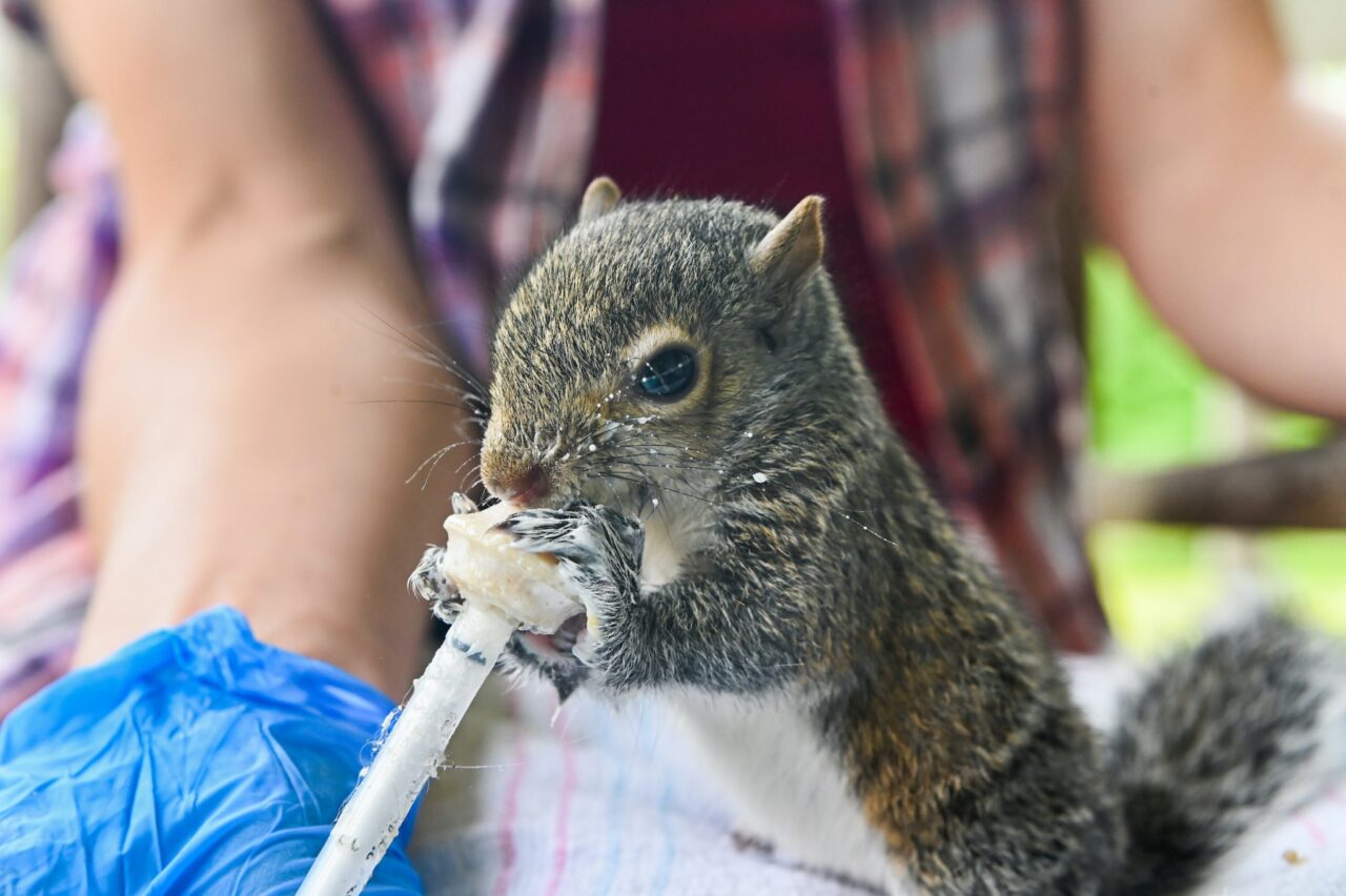 Very young squirrels are fed formula.