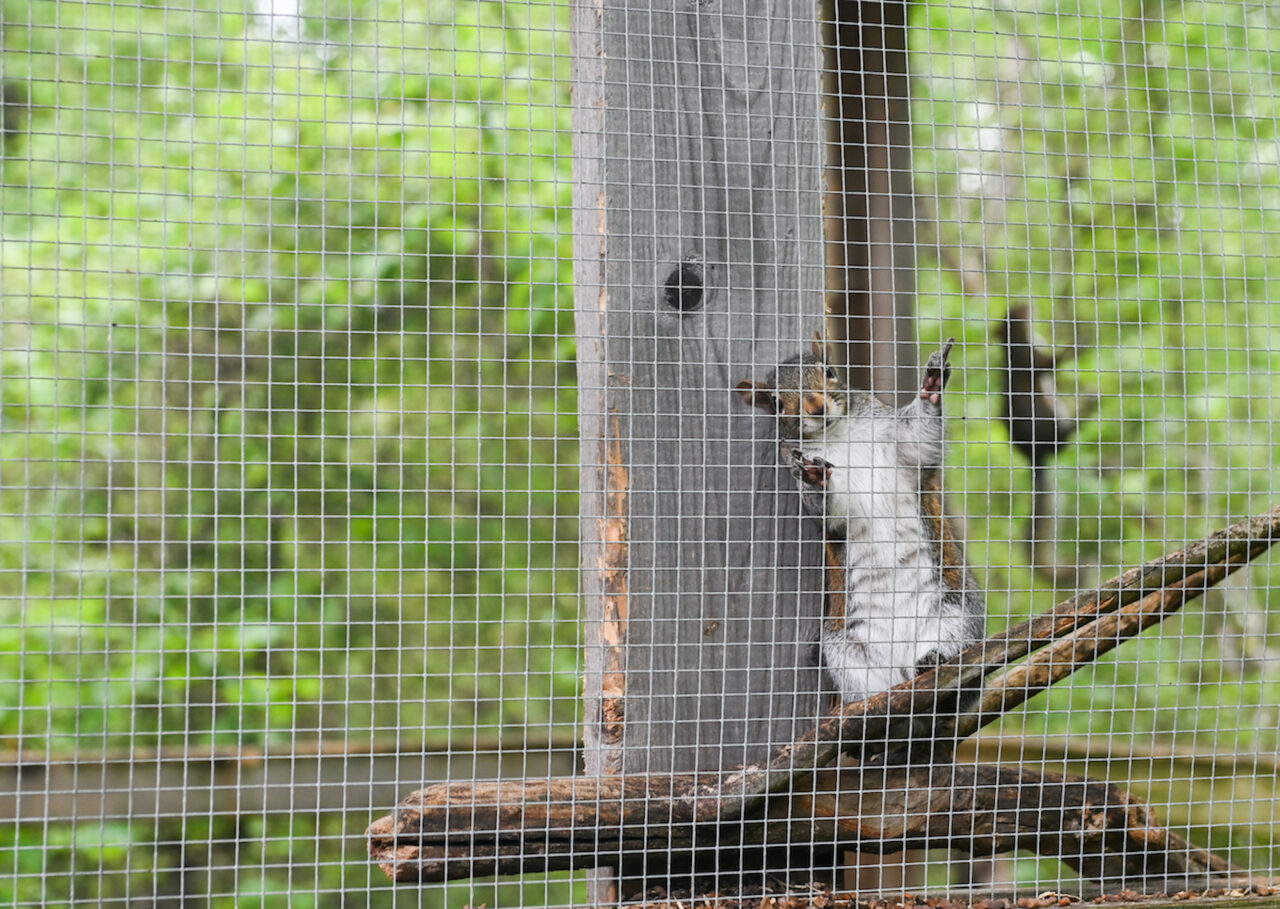 Squirrels who are almost ready to be released back into the wild for good are kept in an enclosure that allows them to enter the woods but come back to a place that makes them feel safe.