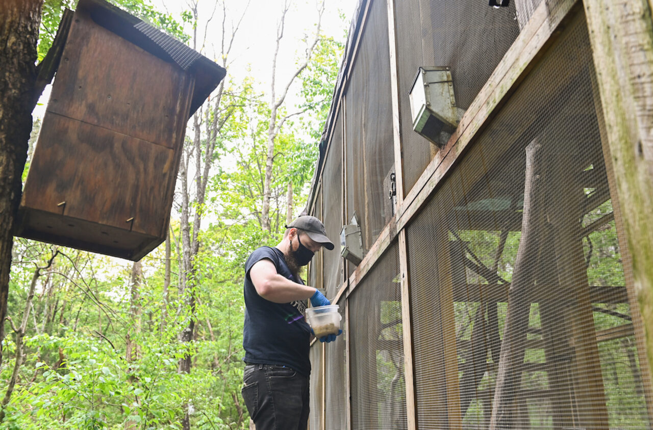 UTC student Luke Mainello feeds squirrels who live in a large enclosure and are almost ready to be released into the wild.