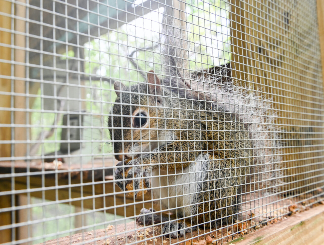 While no where near pets, squirrels at the rehab center are more comfortable around people than squirrels in the wild.