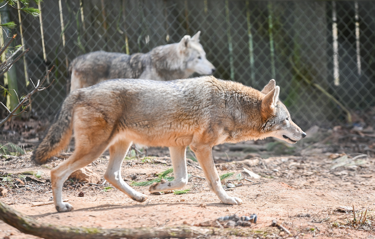 Red wolf
