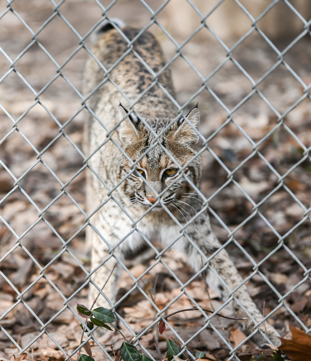 Bobcat