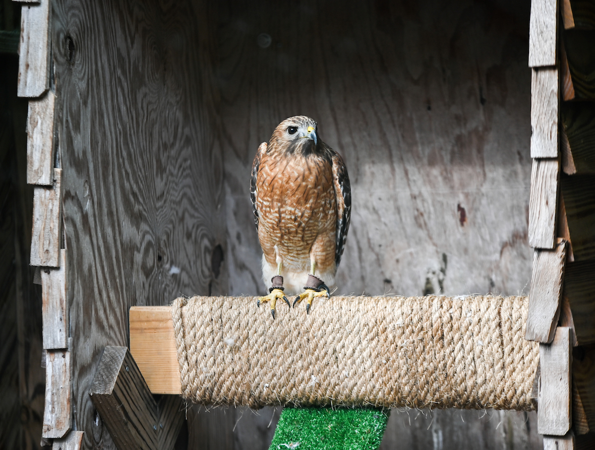 Red-shouldered hawk