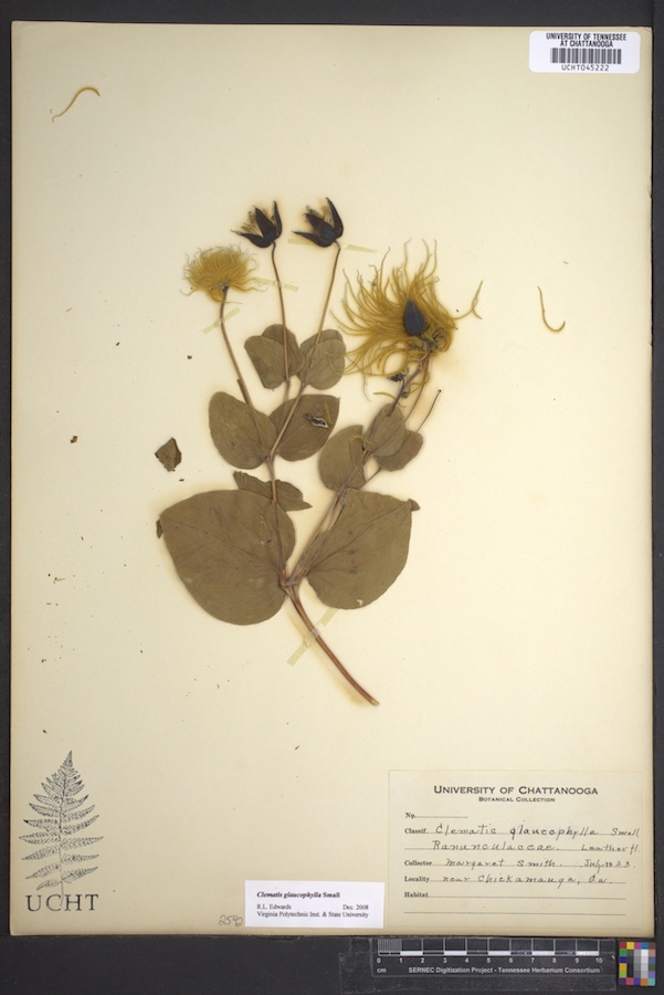 A pressed plant specimen with yellow flowers and broad leaves is displayed on white paper.
