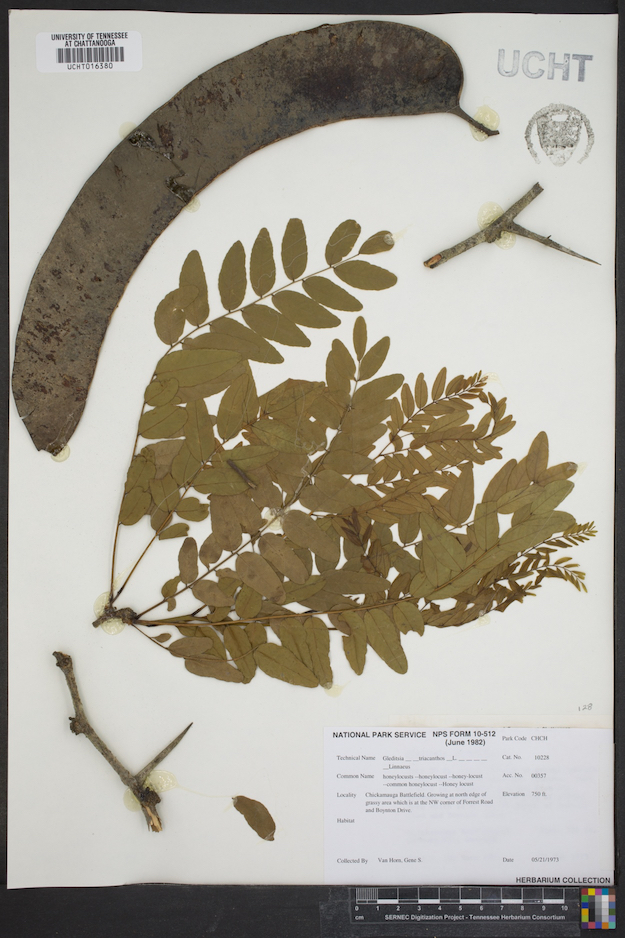 Dried botanical specimen with large brown seed pod and compound leaves. Includes several twigs, a small leaf, and labels.