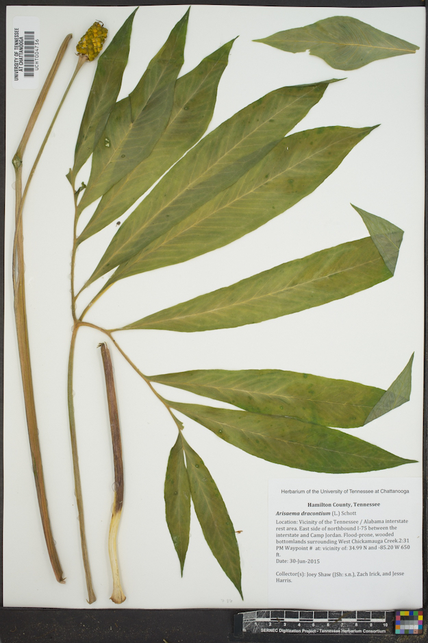 Pressed plant specimen with long green leaves, a tapered stem, and a small conical flower, displayed on a white background with text details.